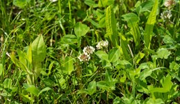 Multi-species – from seed to feed roadshow